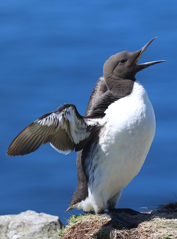 guillemot